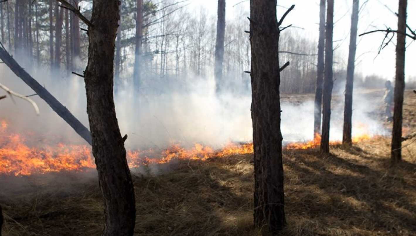 Режим ЧС введен во всей Томской области из-за лесных пожаров