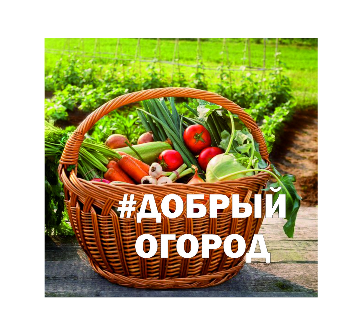 Томичей приглашают к участию в социальном проекте «Добрый огород – 2023»